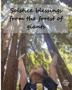 Summer solstice from Little Sage - child holding up her hands up to the sequoia trees