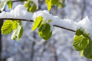 snow capped leaves transition winter to spring