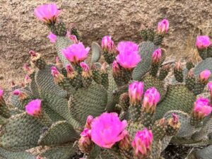 Desert wildflowers blooming in spring