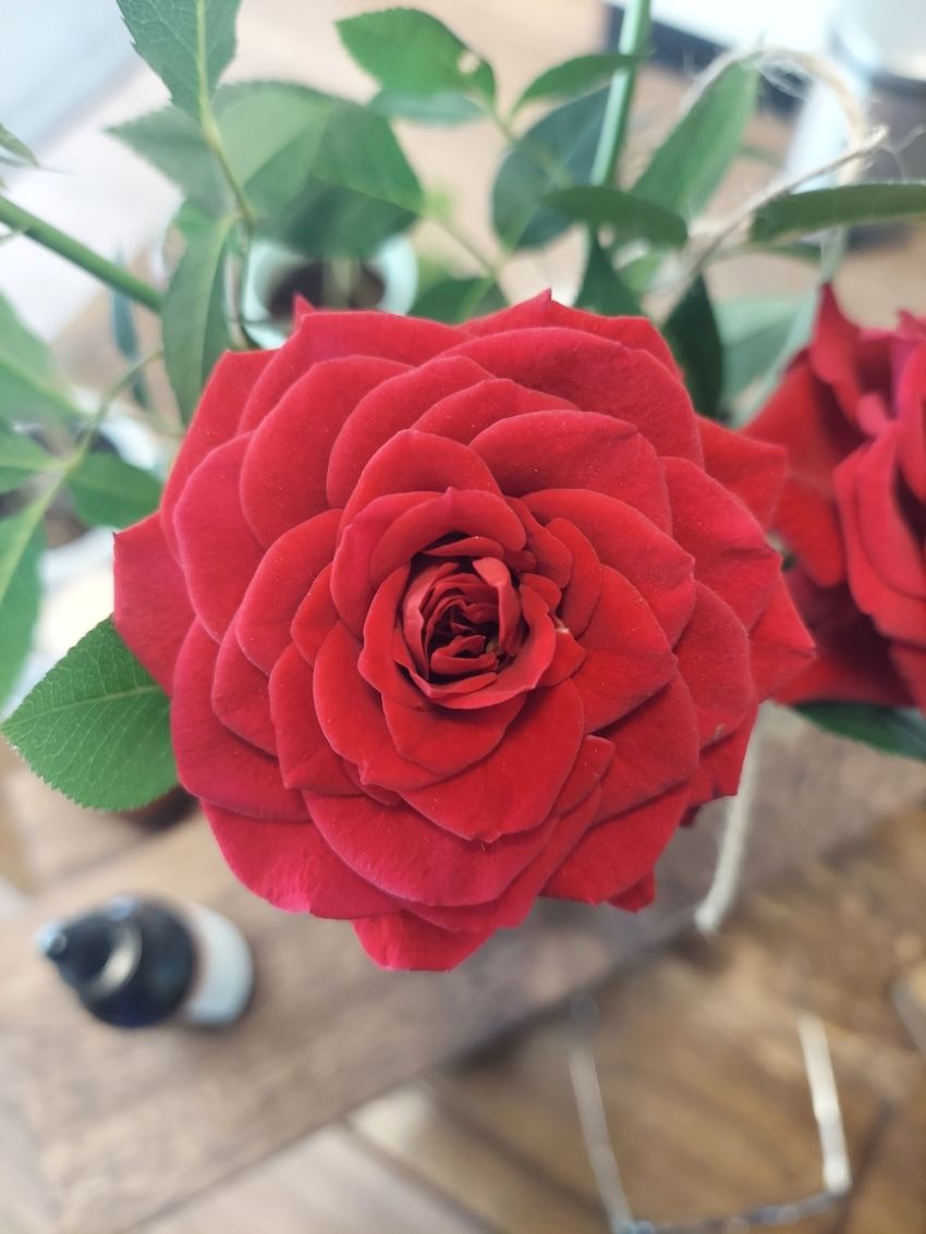 Red rose